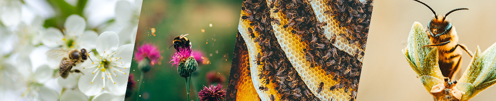 Comment fabriquer une ruche pour les abeilles et pourquoi ?